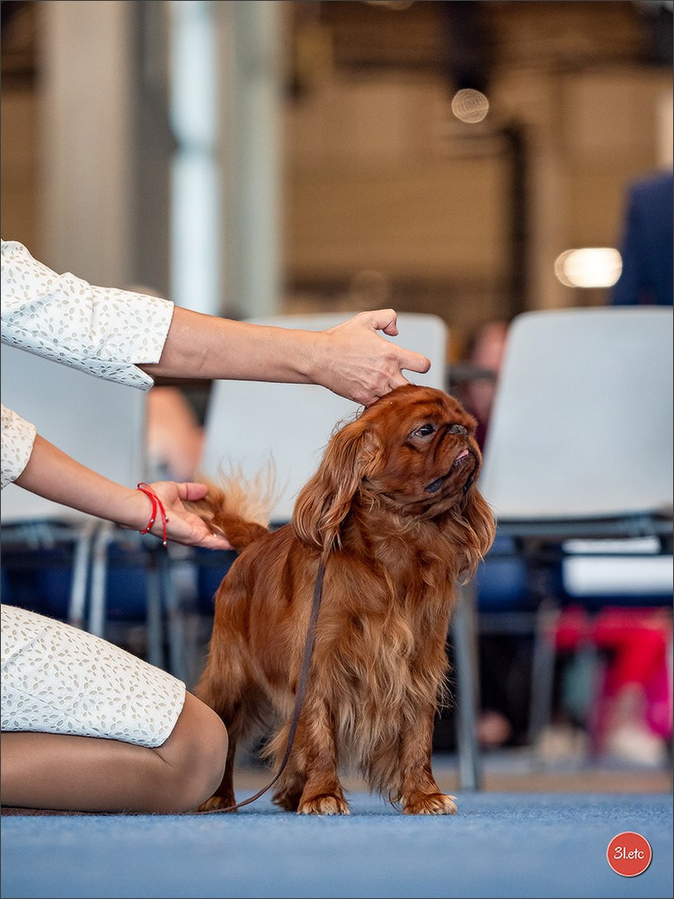 🇫🇮 WDS Helsinki 2025 🇫🇮. Photographe à Strasbourg | Portraits, Studio, Enfants, Événements