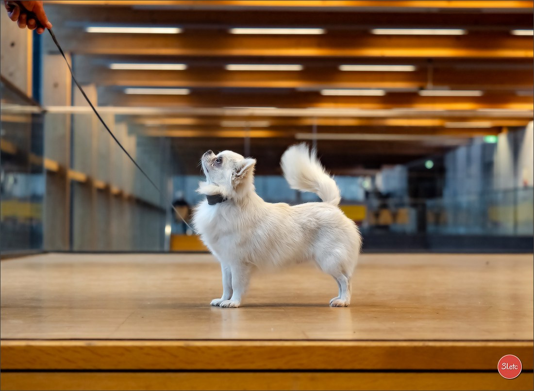 Dog Show WELS   🇦🇹  06-07/12/2025. Photographe à Strasbourg | Portraits, Studio, Enfants, Événements
