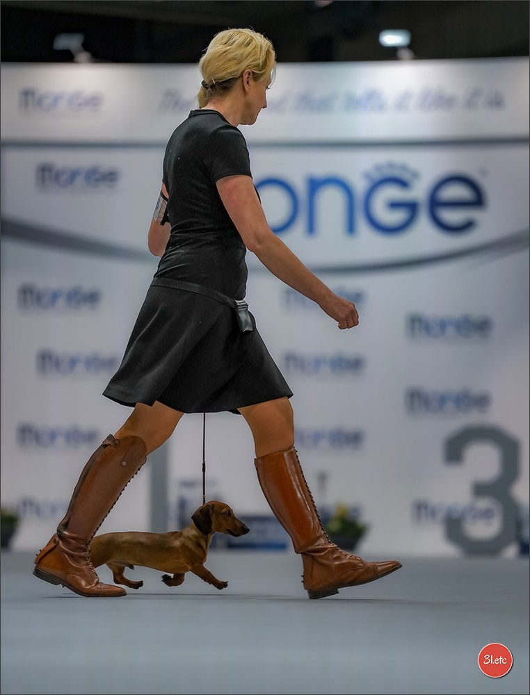 🇱🇺 LUXEMBOURG 🇱🇺 International Dog Show 4-5/04/2026. Photographe à Strasbourg | Portraits, Studio, Enfants, Événements