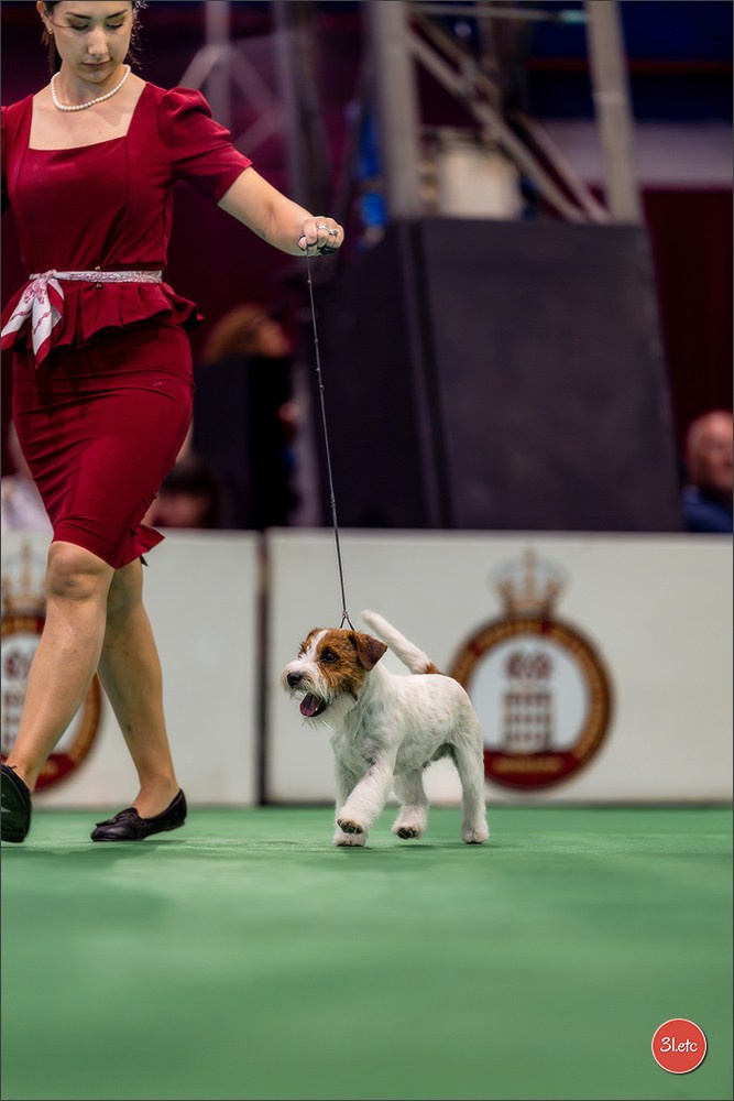 Expo canine 🇲🇨 Monaco 9-10/05/2026. Photographe à Strasbourg | Les animaux, Portraits, Studio, Événements