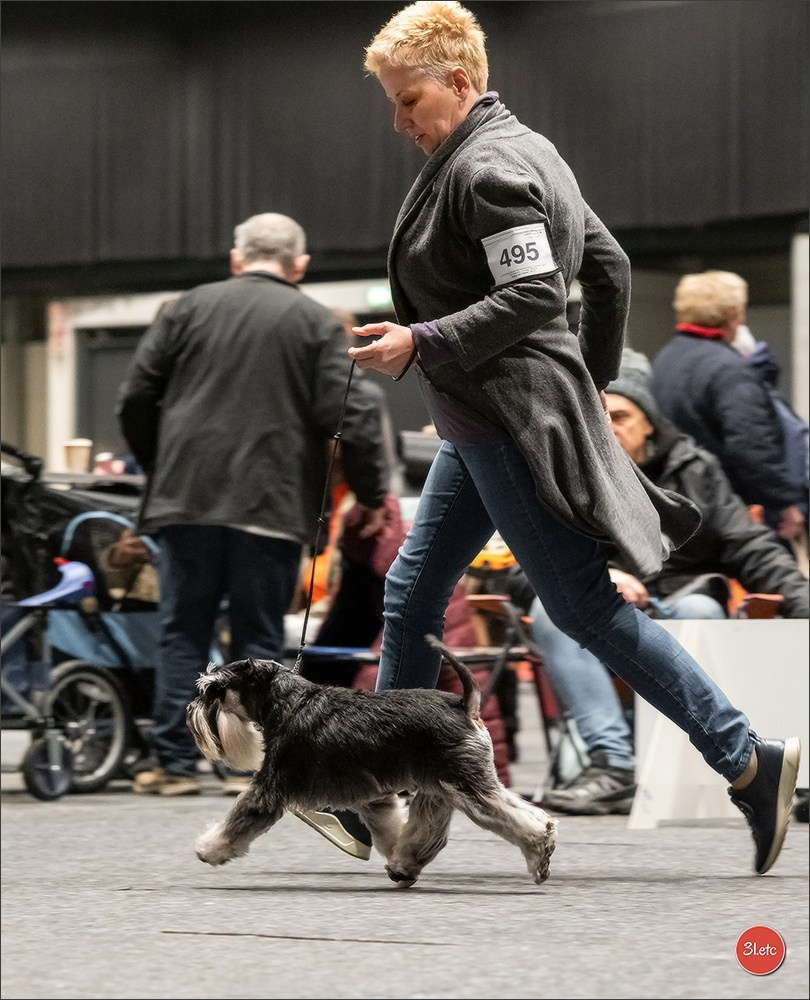 🇩🇪 Offenburg International Dogshow 15-16.03.25 🇩🇪. Photographe à Strasbourg | Portraits, Studio, Enfants, Événements