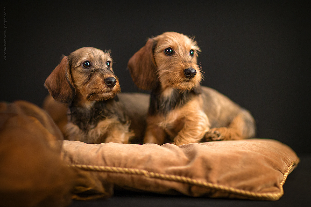 Taksi_puppies (3 фото). Фотограф в Таллине Виктория Баранова |фотосессии и обучение / Photographer Viktoria Baranova