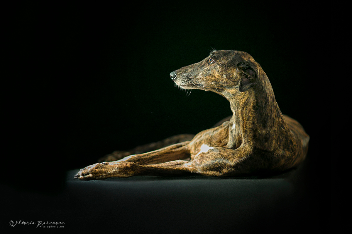 Животные. Фотограф в Таллине Виктория Баранова |фотосессии и обучение / Photographer Viktoria Baranova