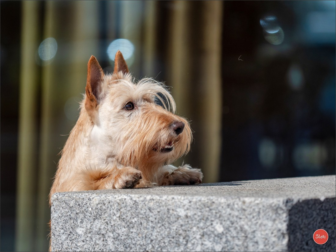 Photographie animalière. Photographe à Strasbourg | Portraits, Studio, Enfants, Événements