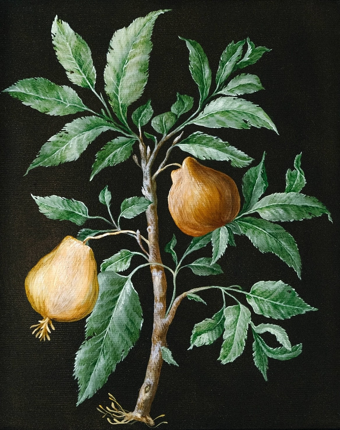 Botanical Etude No. 6. ELEN BEZHEN