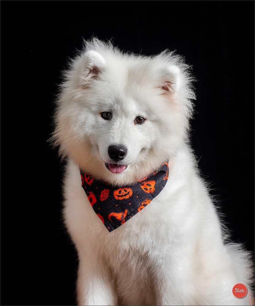 Séance photo d'Halloween dans un salon de toilettage https://pood-els.com/ à Strasbourg. Photographe à Strasbourg | Portraits, Studio, Enfants, Événements