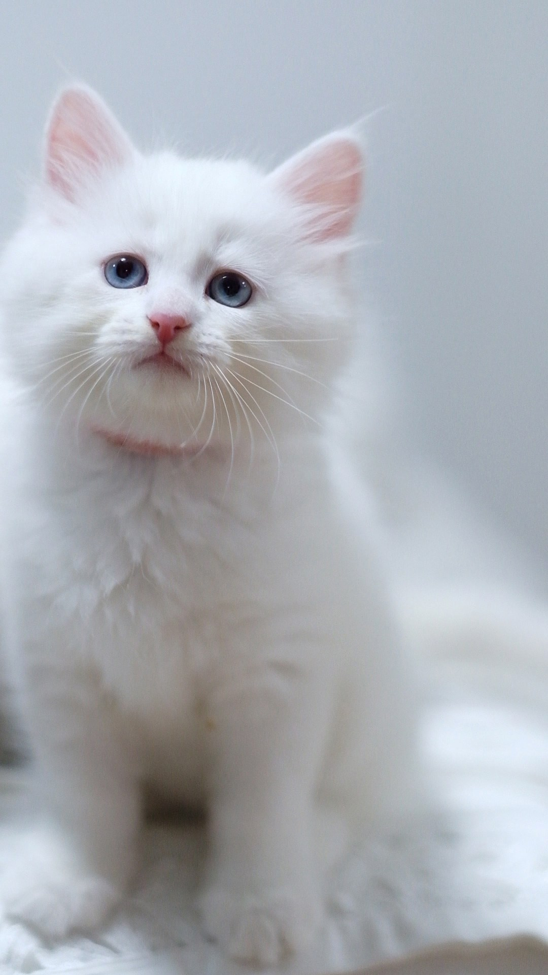N-Arktur. SIBERIALIS: Katzenzucht von Sibirischen und Neva Masquarade Katzen