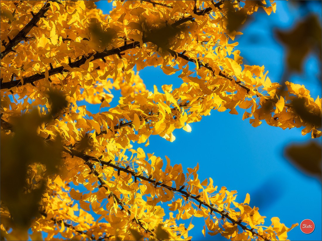 L'automne en ville. Photographe à Strasbourg | Portraits, Studio, Enfants, Événements