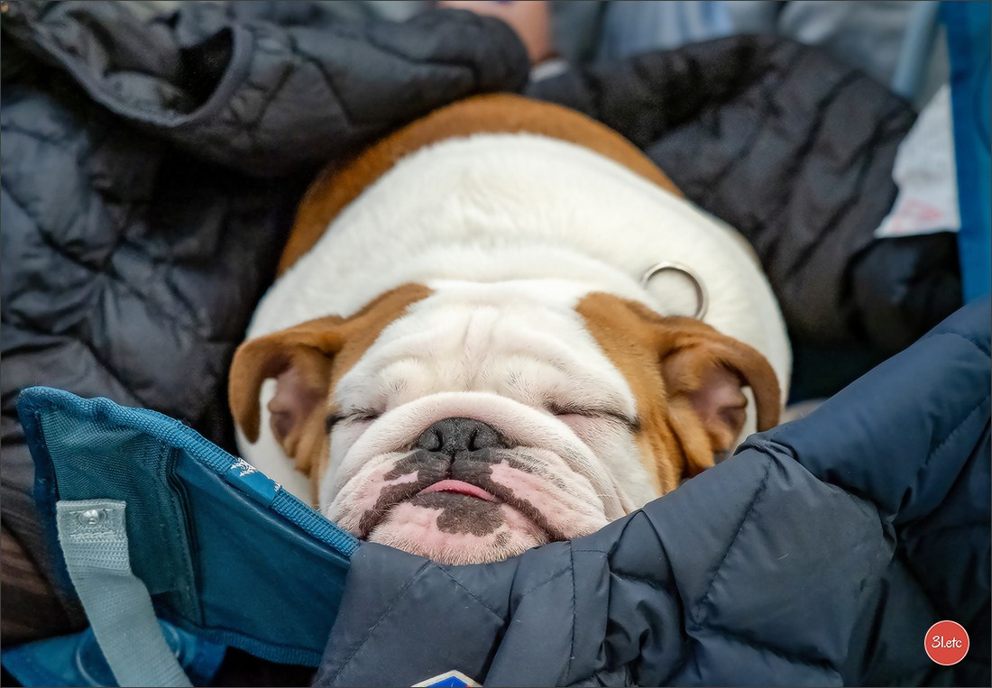 PDS  🇫🇷  Paris Dog Show  🇫🇷  Expo canine  10-11/01/2026. Photographe à Strasbourg | Portraits, Studio, Enfants, Événements