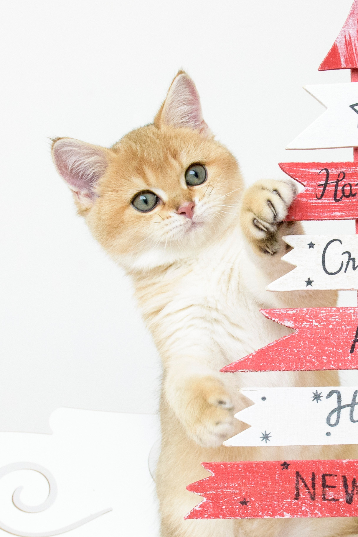 Βρετανικά γατάκια Ελλάδα, βρετανικά γατάκια Κύπρος, βρετανική γάτα Λεμεσός, βρετανική γάτα Κύπρος τιμή, εκτροφείο βρετανικής γάτας Κύπρος, εκτροφείο βρετανικής γάτας Λεμεσός, εκτροφείο βρετανικής γάτας Λάρνακα, εκτροφείο βρετανικής κοντότριχης γάτας στην Αθήνα, εκτροφείο βρετανικής κοντότριχης στην Ελλάδα, βρετανική κοντότριχη γάτα τιμή