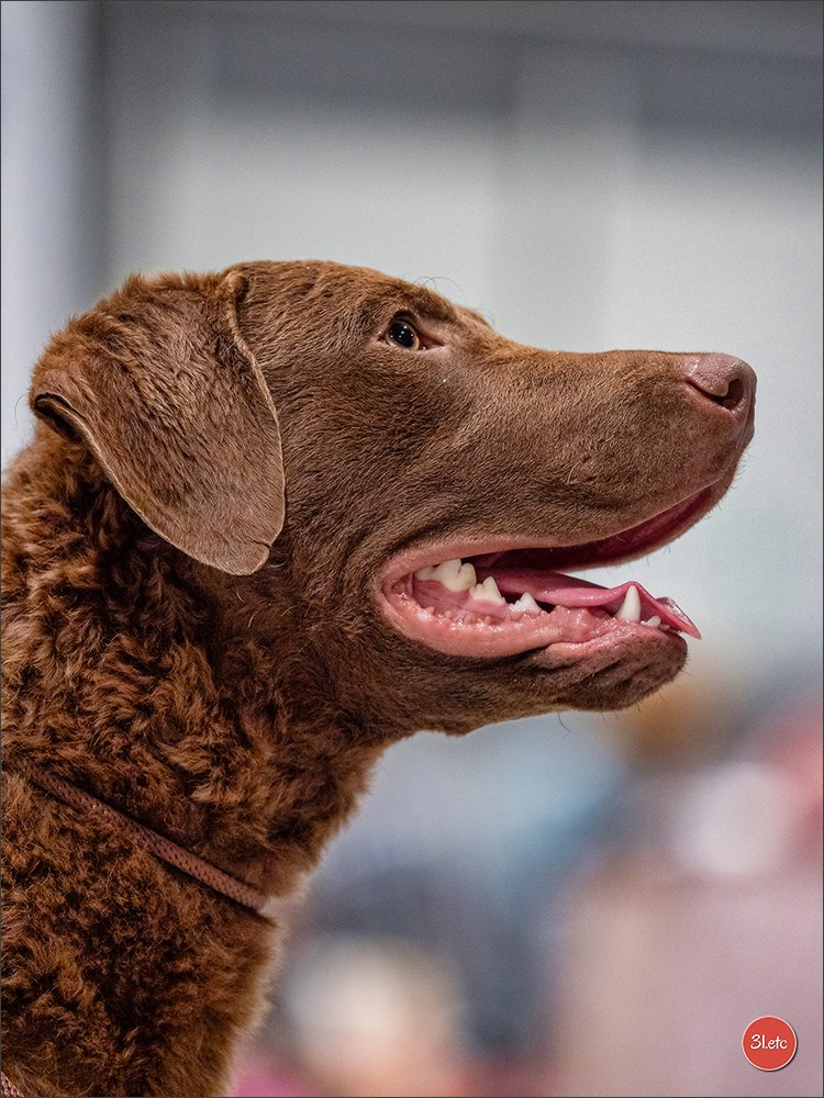Dog Show Liege 🇧🇪 19-29/07/2025. Photographe à Strasbourg | Portraits, Studio, Enfants, Événements