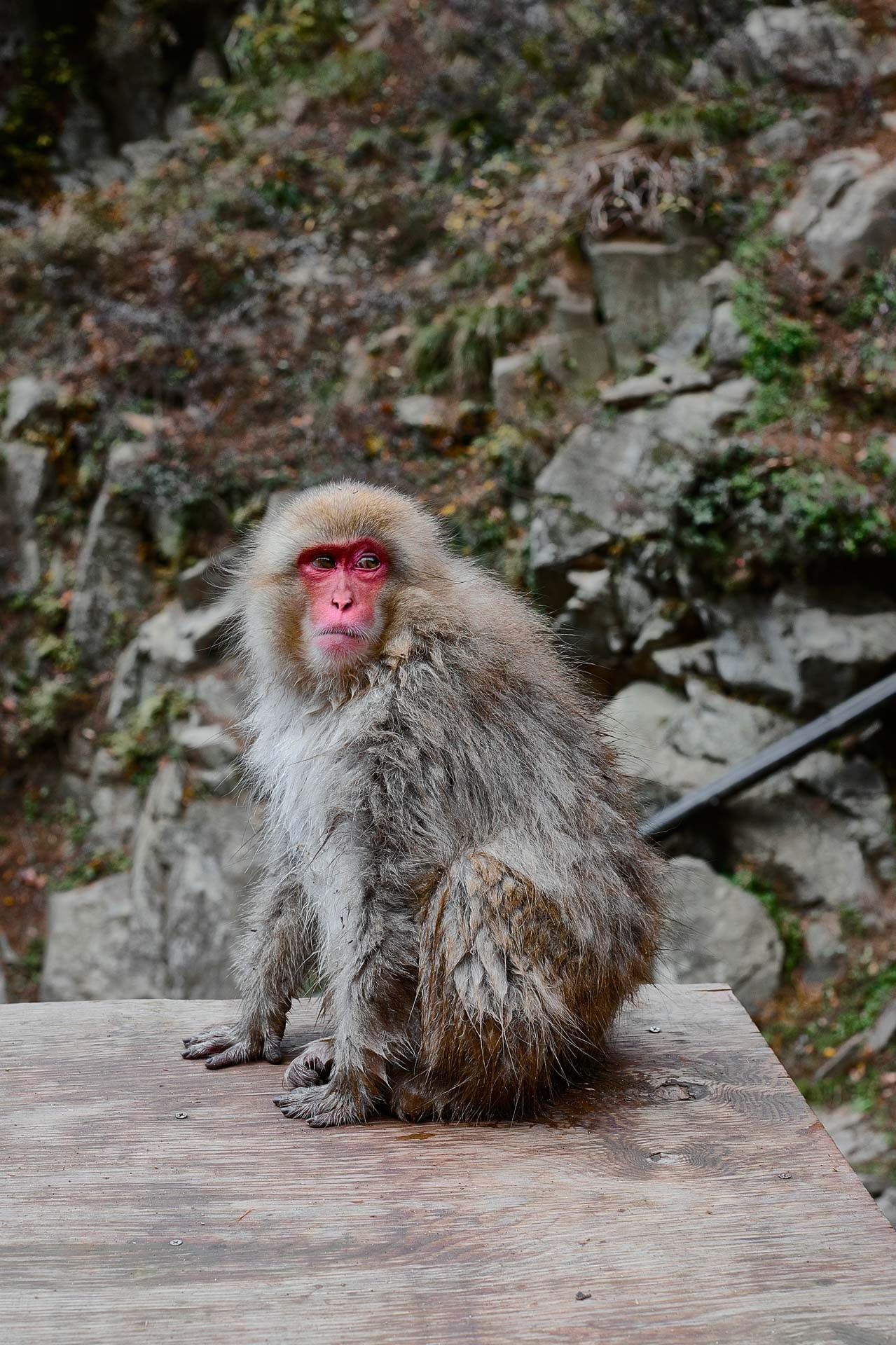 A Photographer’s Guide to Jigokudani Snow Monkey Park, Nagano