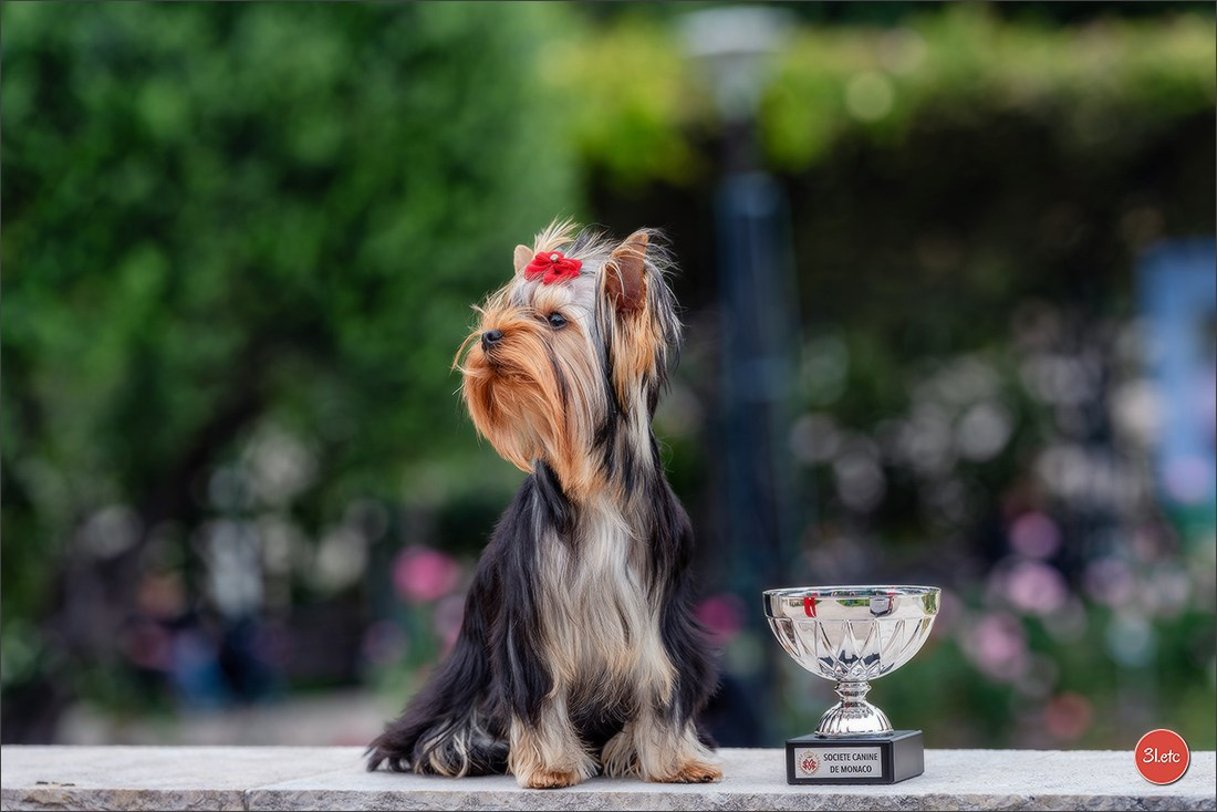 Expo canine 🇲🇨 Monaco 9-10/05/2026. Photographe à Strasbourg | Les animaux, Portraits, Studio, Événements