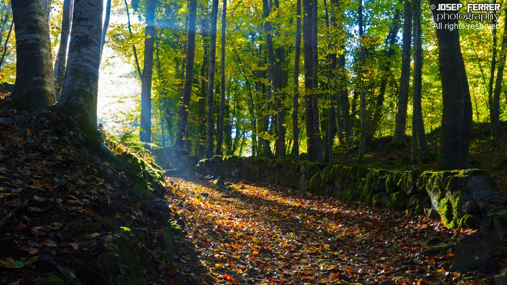 La Fageda d'en Jordà (beechwood), La Garrotxa, Catalunya