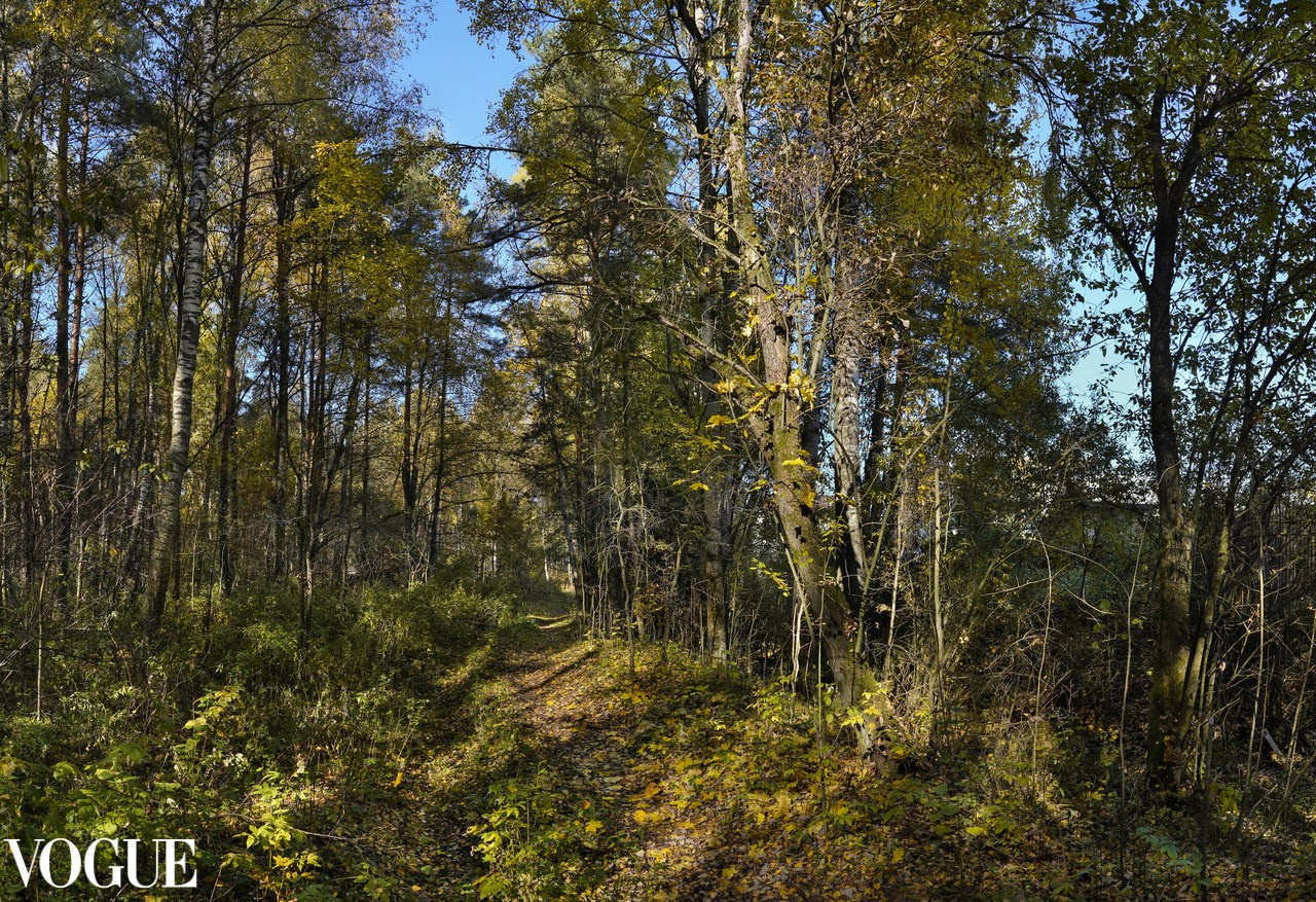 Сказка подмосковного леса. Суть фотографии в стиле изобразительного искусства
