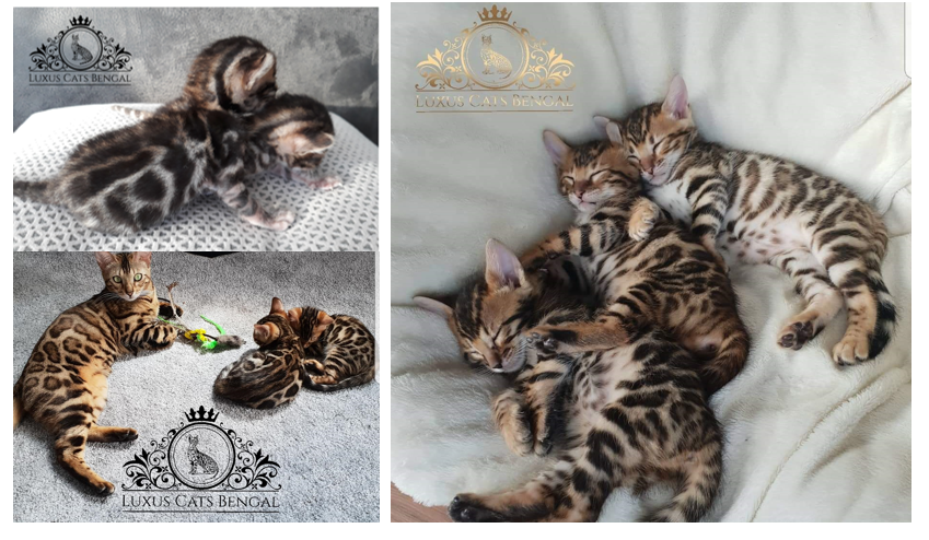 Логотипы. Рекламное агентство в Германии