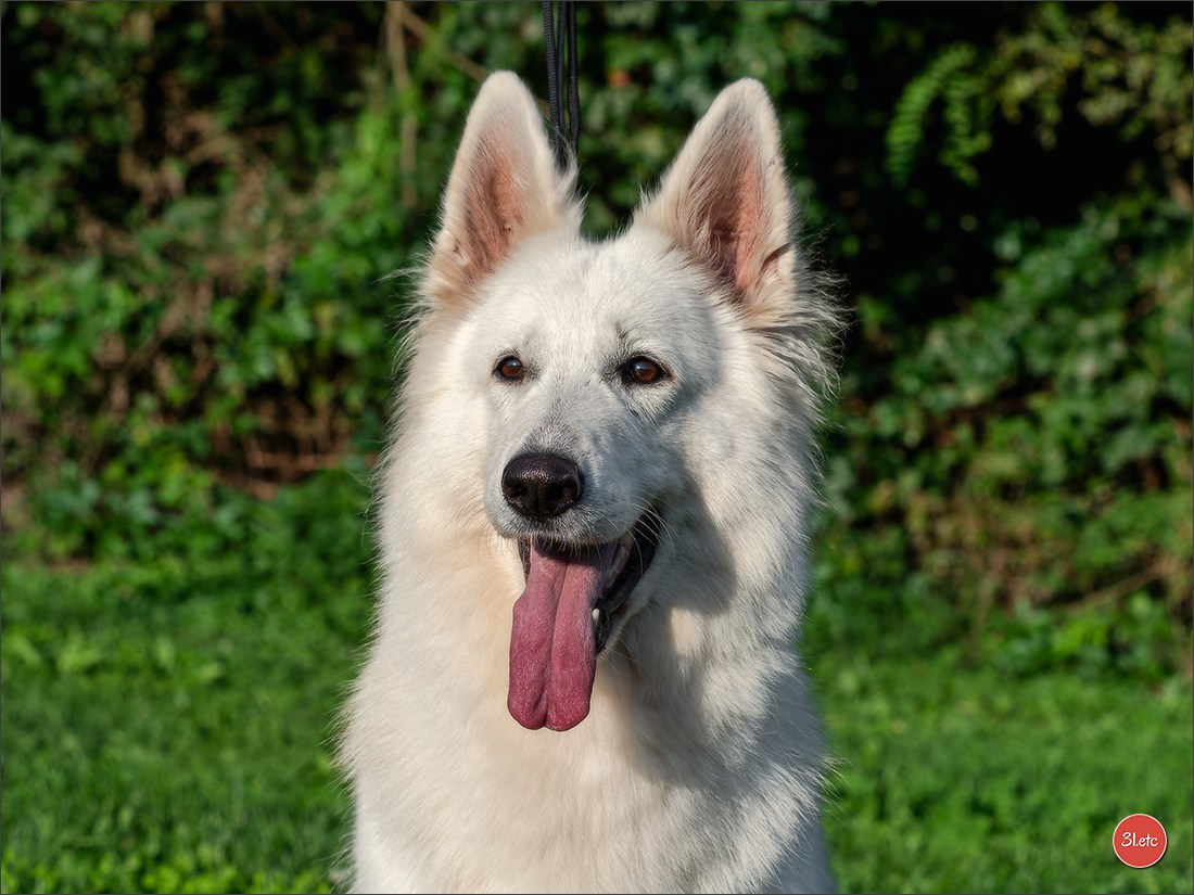 Domaine de la patte blanche. Photographe à Strasbourg | Portraits, Studio, Enfants, Événements