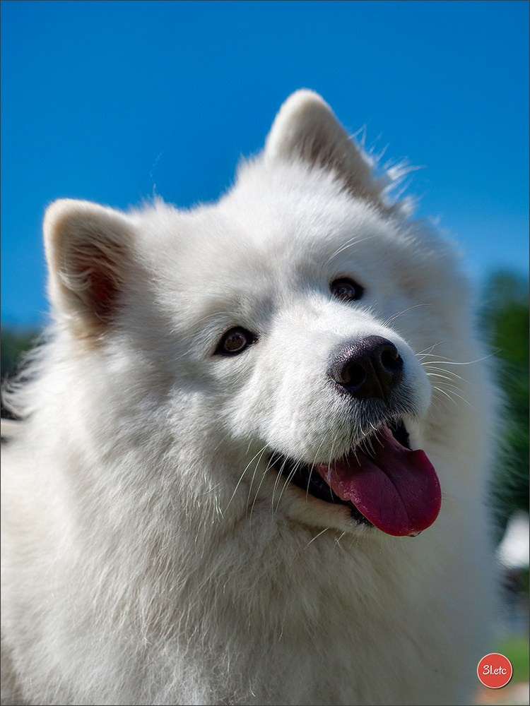 🇨🇭 Geneva Dog Show 15-17/11/2024. Photographe à Strasbourg | Portraits, Studio, Enfants, Événements
