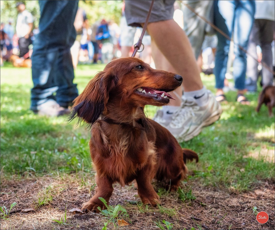 Teckels Parade Strasbourgeoise  Vous pouvez voir le galerie de photos. Photographe à Strasbourg | Portraits, Studio, Enfants, Événements