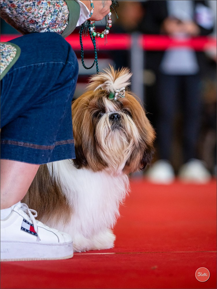 Exposition Canine à  Margny-lès-Compiègne 14-15/09/2024. Photographe à Strasbourg | Portraits, Studio, Enfants, Événements