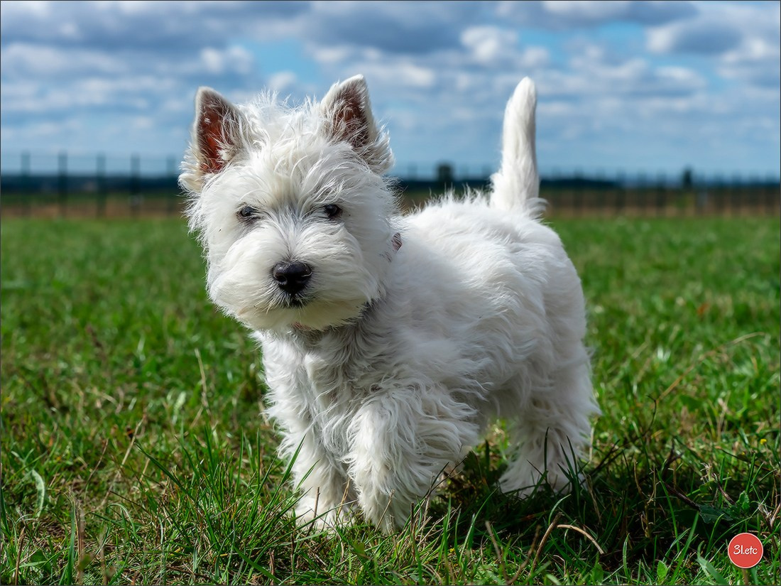 Exposition Canine à  Margny-lès-Compiègne 14-15/09/2024. Photographe à Strasbourg | Portraits, Studio, Enfants, Événements