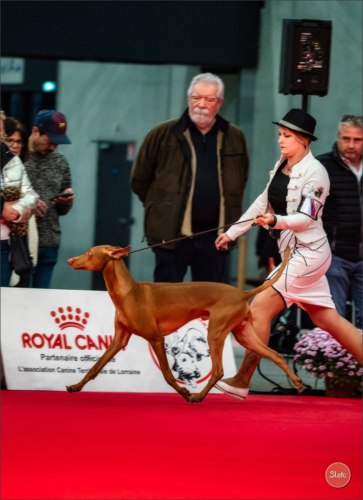 EXPOSITION CANINE NATIONALE ET INTERNATIONALE DE METZ (ACT LORRAINE) METZ (57) - 09 & 10/11/2024. Photographe à Strasbourg | Portraits, Studio, Enfants, Événements