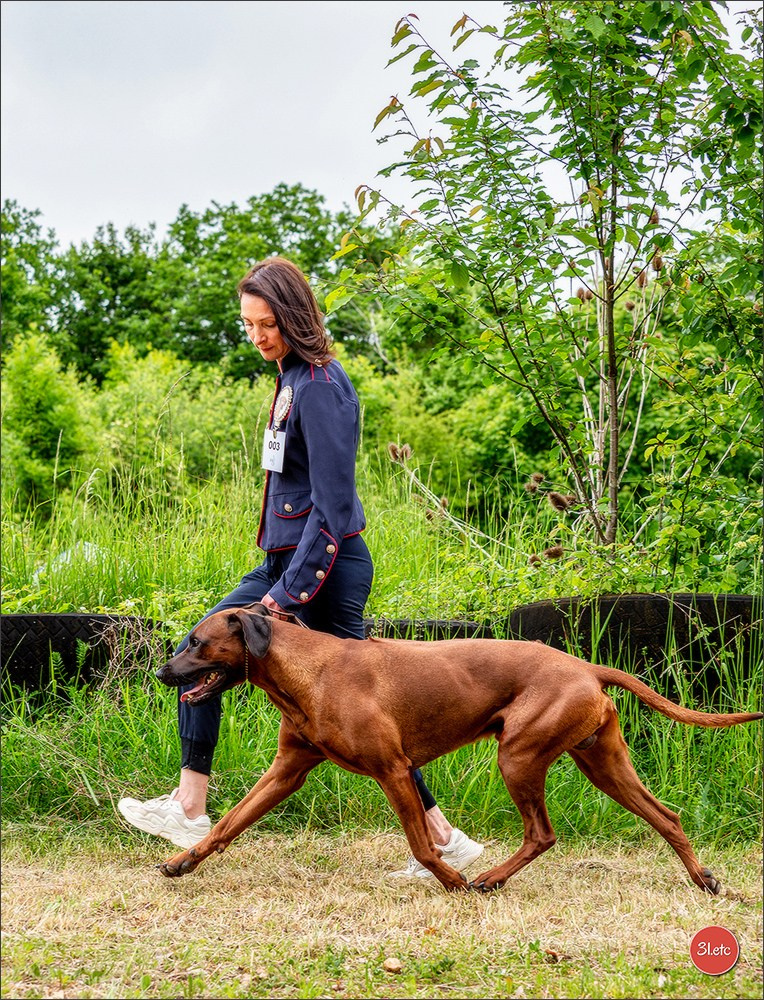R.E. Rhodesian Ridgeback - Belleau (54) Expo canine Nancy  🇫🇷  24/05/2025. Photographe à Strasbourg | Portraits, Studio, Enfants, Événements