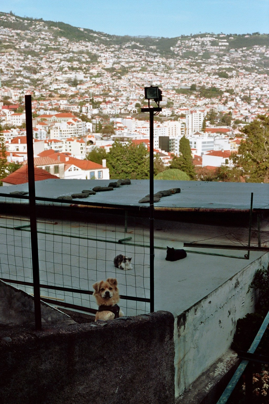 Madeira on film. Portrait photographer in Madeira — Marina Shtukina