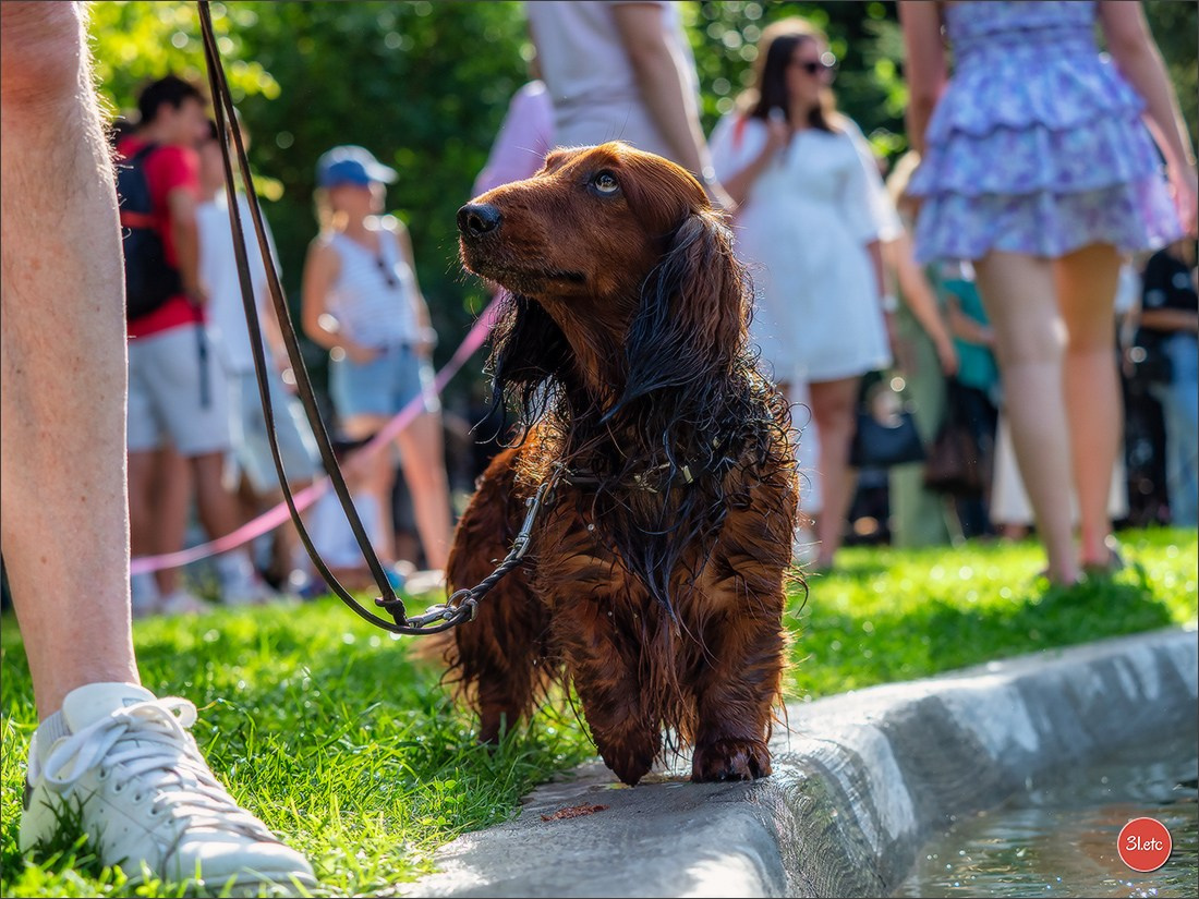 Teckels Parade Strasbourgeoise  Vous pouvez voir le galerie de photos. Photographe à Strasbourg | Portraits, Studio, Enfants, Événements