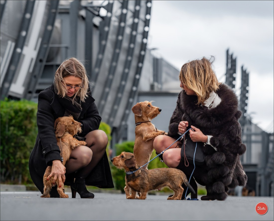 PDS  🇫🇷  Paris Dog Show  🇫🇷  Expo canine  10-11/01/2026. Photographe à Strasbourg | Portraits, Studio, Enfants, Événements