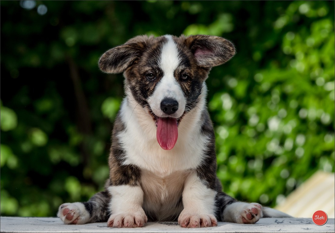 Photographie animalière. Photographe à Strasbourg | Portraits, Studio, Enfants, Événements