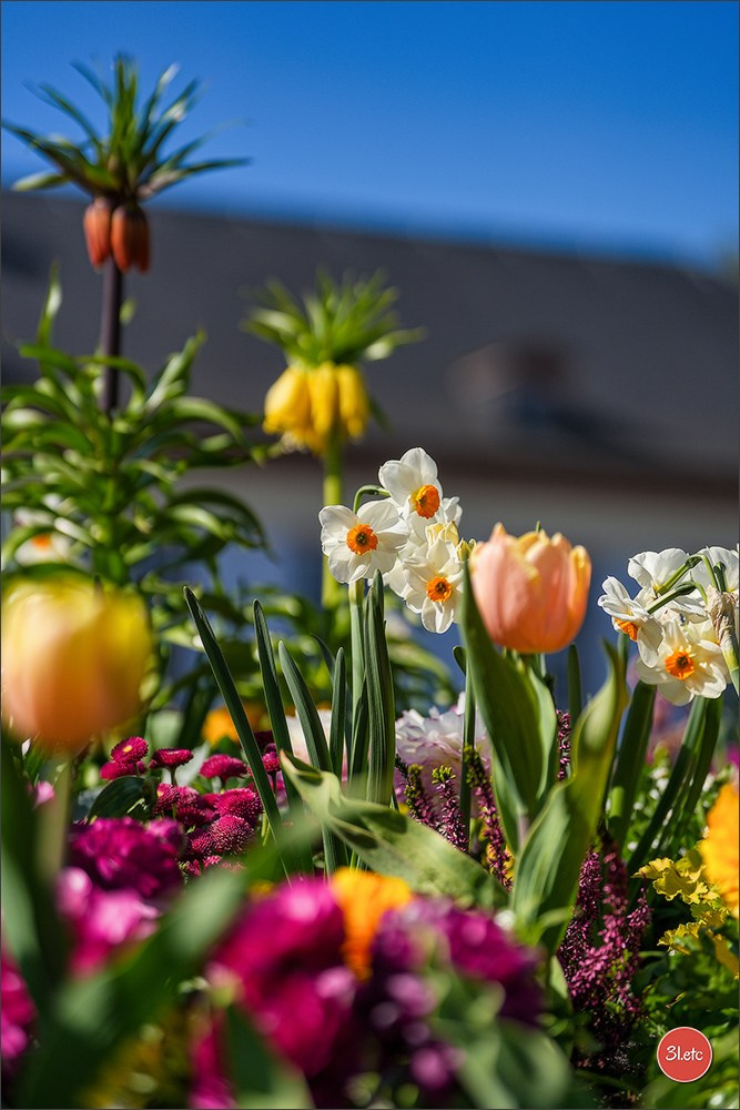 TEST ::: Sony Alpha 7 V (ILCE-7M5) 70-200mm f/2.8 GM II OSS. Photographe à Strasbourg | Portraits, Studio, Enfants, Événements