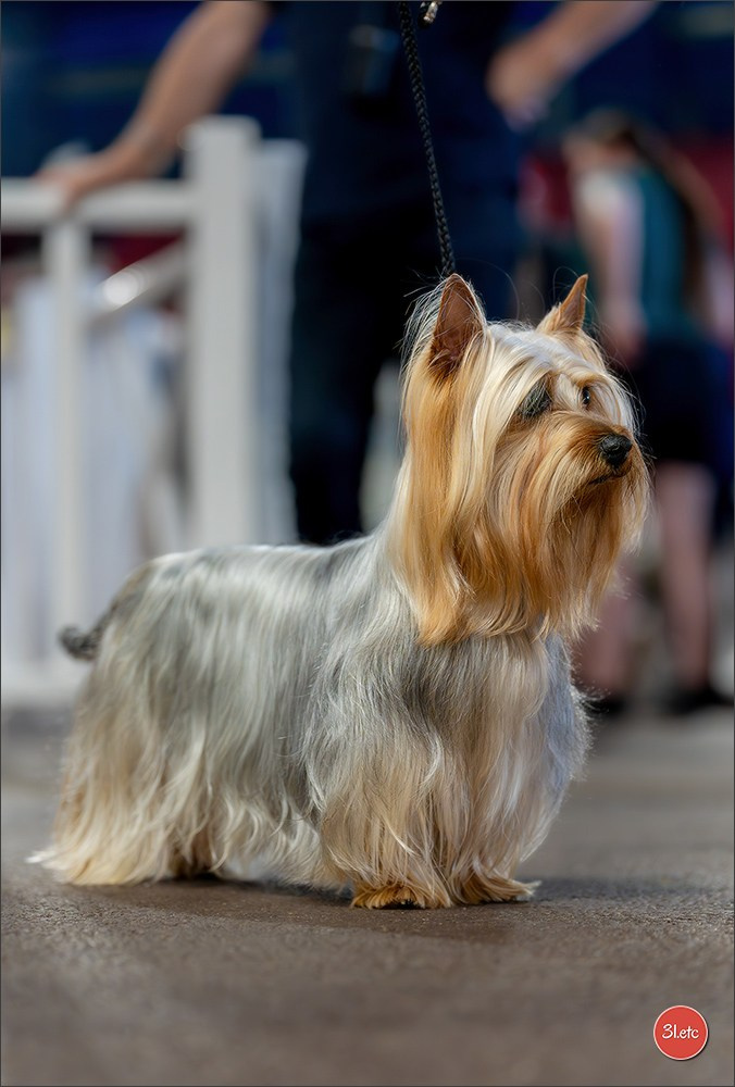 Expo canine 🇲🇨 Monaco 9-10/05/2026. Photographe à Strasbourg | Les animaux, Portraits, Studio, Événements