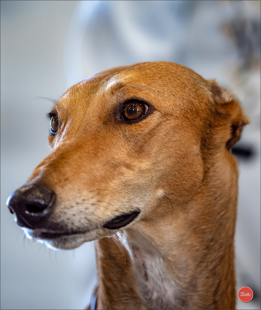 Expo canine  🇫🇷  Metz 08-09/11/2025. Photographe à Strasbourg | Portraits, Studio, Enfants, Événements