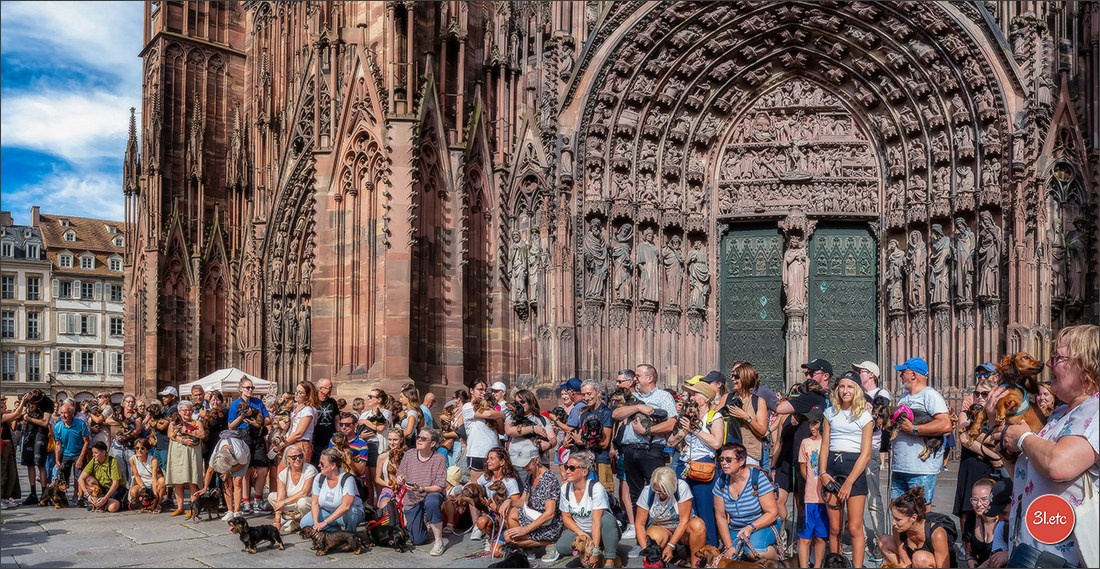 Teckels Parade Strasbourgeoise  Vous pouvez voir le galerie de photos. Photographe à Strasbourg | Portraits, Studio, Enfants, Événements