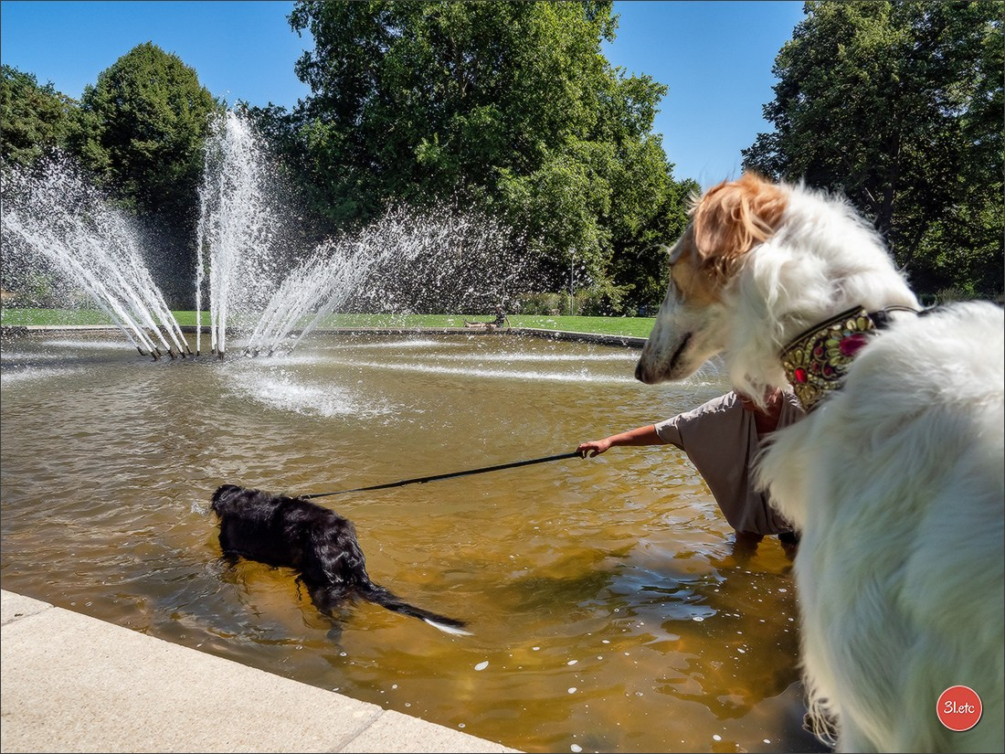 Dog Show Ludwigshafen  🇩🇪  16-17/08/2025. Photographe à Strasbourg | Portraits, Studio, Enfants, Événements