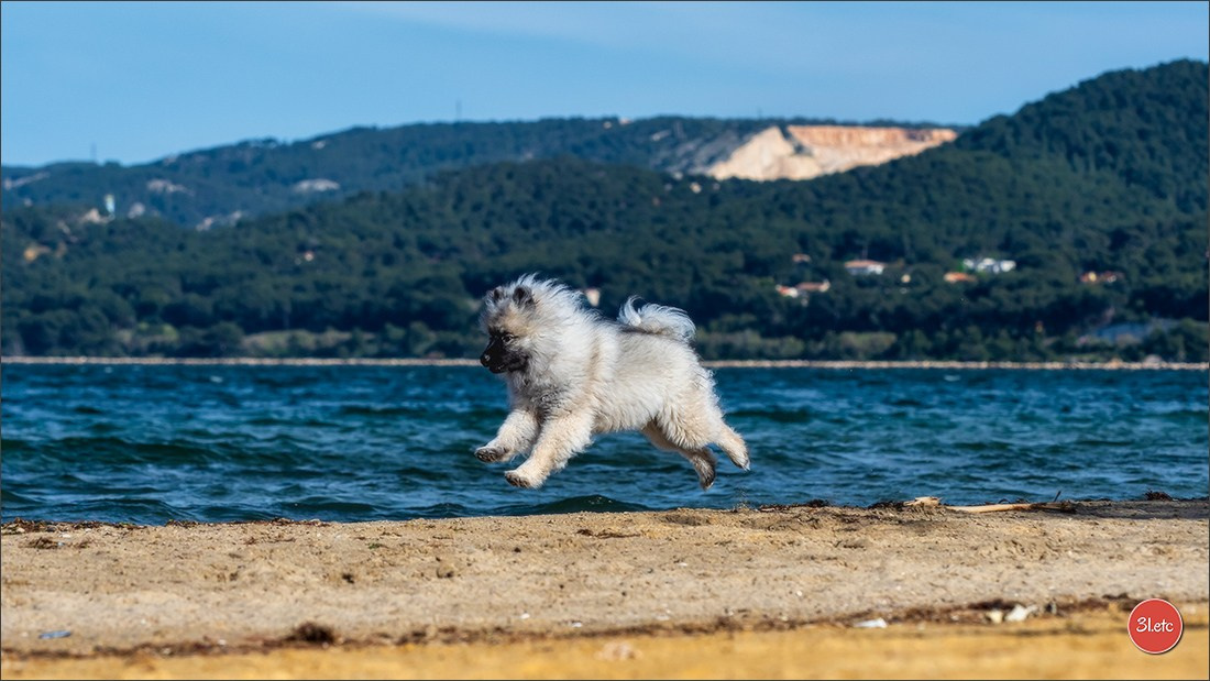 Expo canine 🇫🇷 Martigues  19-20/04/2025. Photographe à Strasbourg | Portraits, Studio, Enfants, Événements