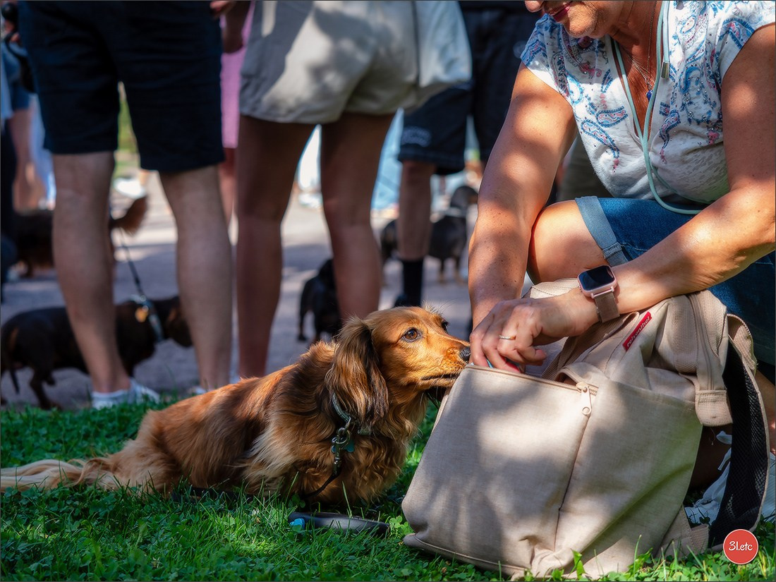 Teckels Parade Strasbourgeoise  Vous pouvez voir le galerie de photos. Photographe à Strasbourg | Portraits, Studio, Enfants, Événements