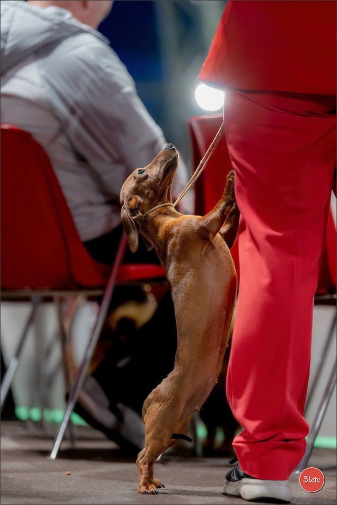 Expo canine 🇲🇨 Monaco 9-10/05/2026. Photographe à Strasbourg | Les animaux, Portraits, Studio, Événements
