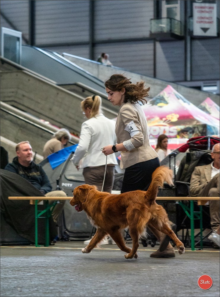 🇨🇭 Geneva Dog Show 15-17/11/2024. Photographe à Strasbourg | Portraits, Studio, Enfants, Événements