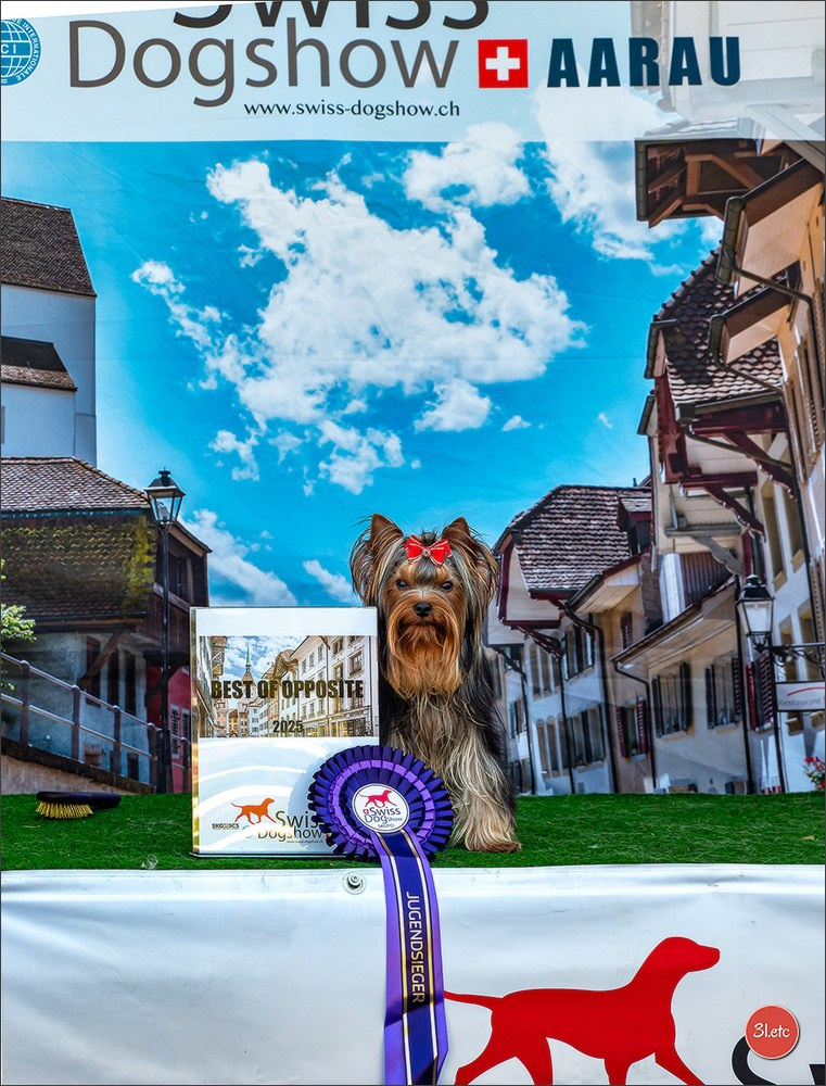 🇨🇭 Geneva Dog Show 15-17/11/2024. Photographe à Strasbourg | Portraits, Studio, Enfants, Événements