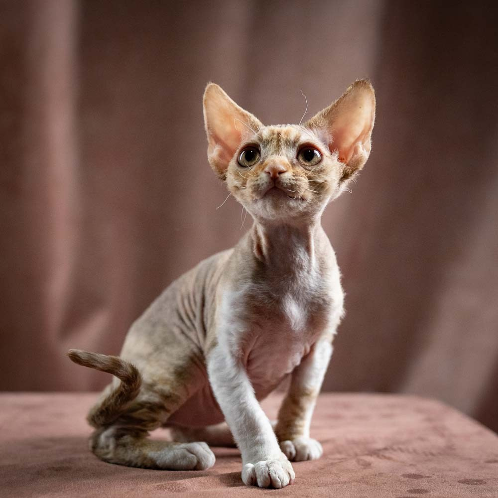 Ophelia, girl, born 02.08.26. Devon Rex Pixie Cattery