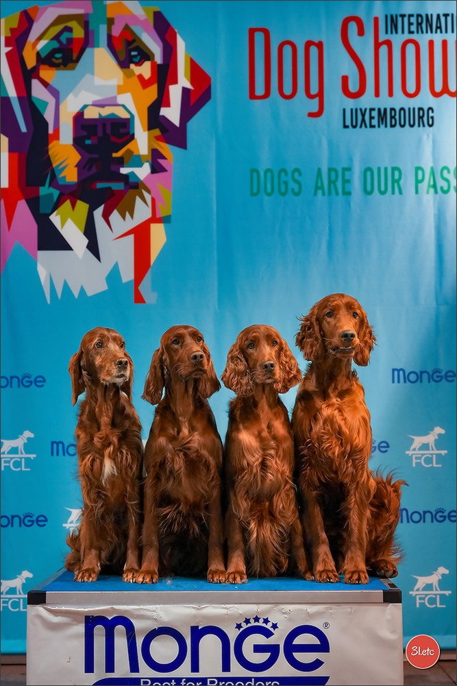 🇱🇺 LUXEMBOURG 🇱🇺 International Dog Show 4-5/04/2026. Photographe à Strasbourg | Portraits, Studio, Enfants, Événements