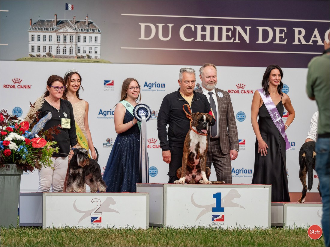 Championnat de France du chien de race  🇫🇷  DIJON (château de Brognon) 7-8/06/2025. Photographe à Strasbourg | Portraits, Studio, Enfants, Événements