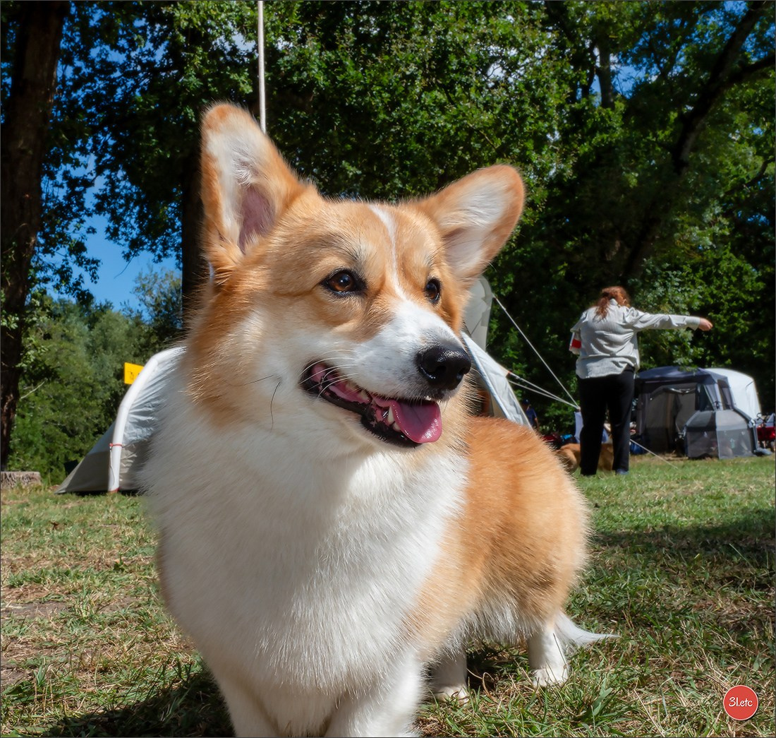 🇫🇷 Romorantin - Exposition Canine Nationale. Photographe à Strasbourg | Portraits, Studio, Enfants, Événements