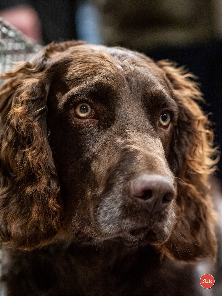 Expo canine 🇫🇷 Angers 22-23/03/2025. Photographe à Strasbourg | Portraits, Studio, Enfants, Événements