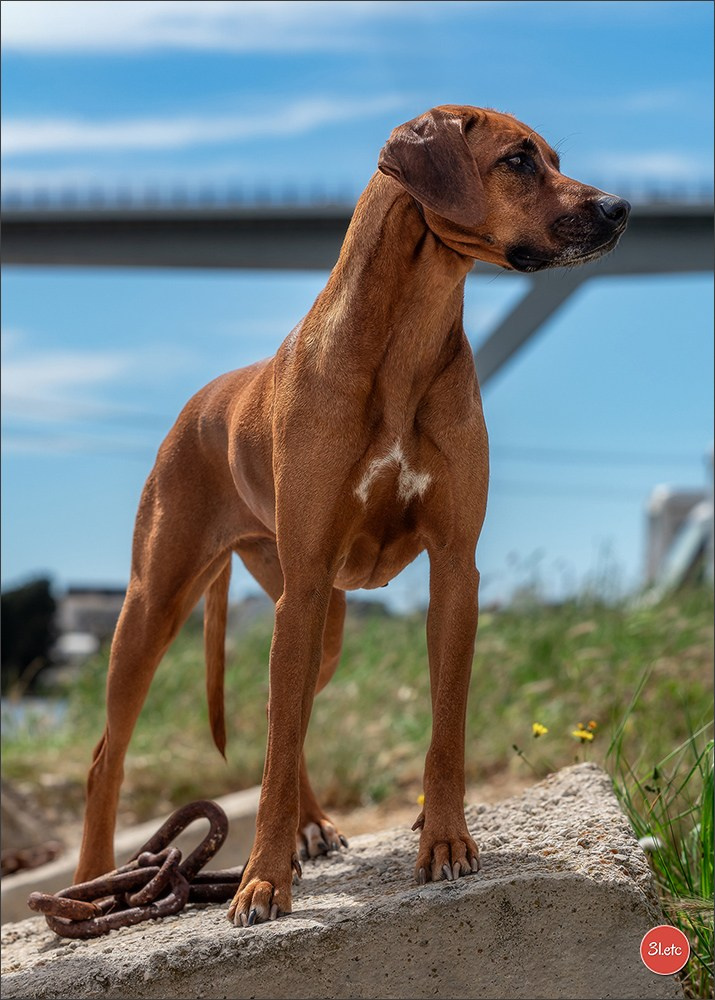 Expo canine 🇫🇷 Martigues  19-20/04/2025. Photographe à Strasbourg | Portraits, Studio, Enfants, Événements