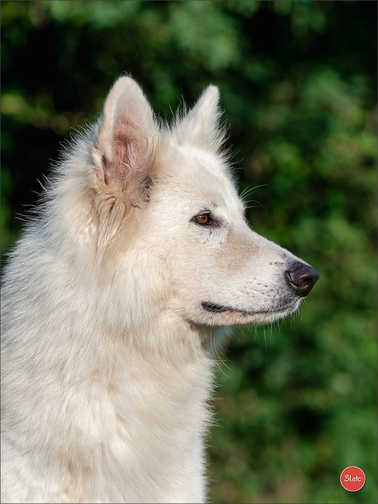 Domaine de la patte blanche. Photographe à Strasbourg | Portraits, Studio, Enfants, Événements