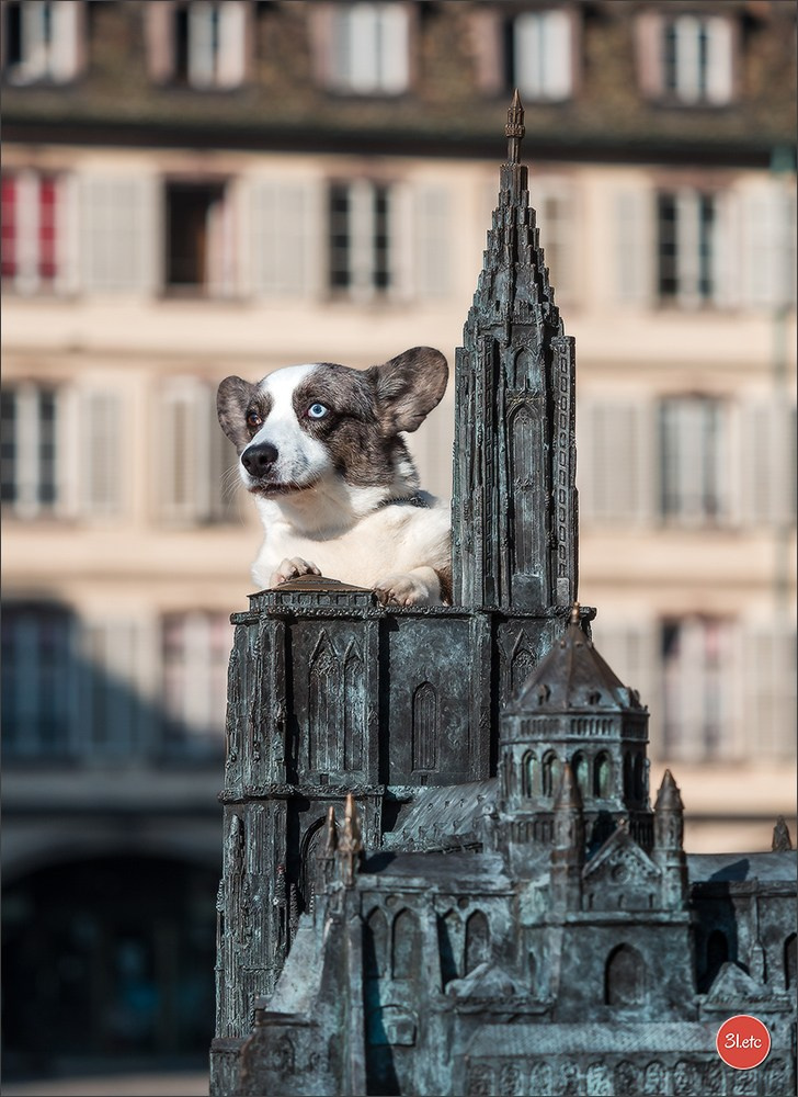 Photographie animalière. Photographe à Strasbourg | Portraits, Studio, Enfants, Événements