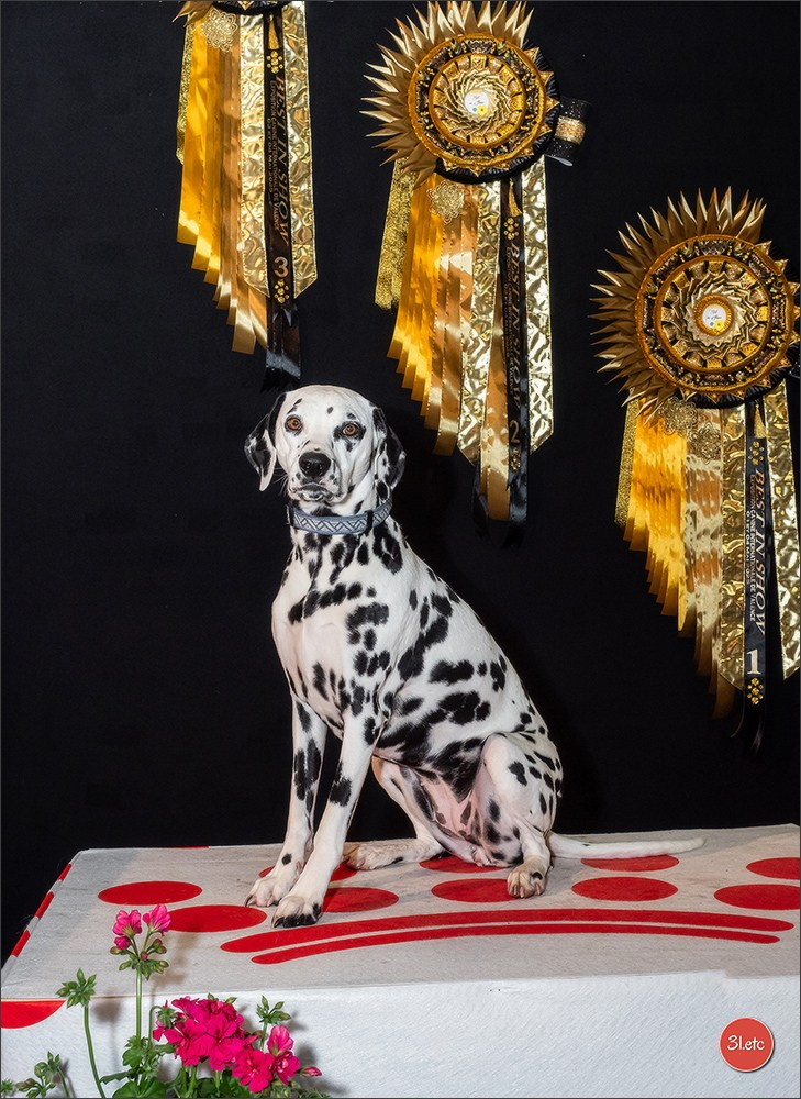 Expo canine 🇫🇷 Valence 03-04/05/2025. Photographe à Strasbourg | Portraits, Studio, Enfants, Événements